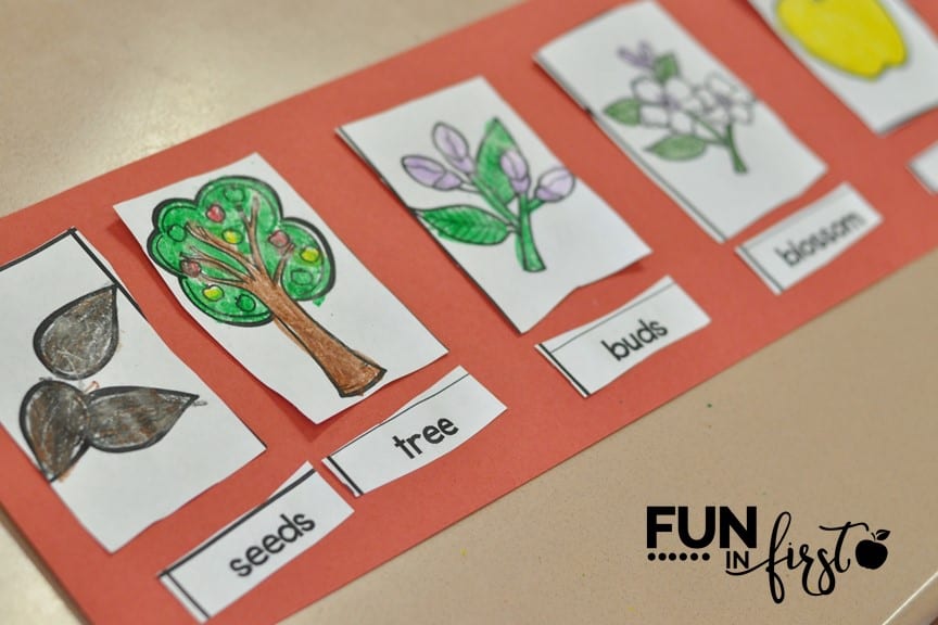 Apple Activities from Fun in First