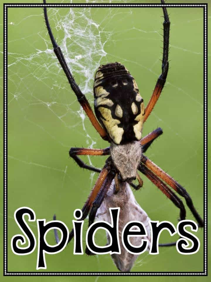 Spiders Nonfiction Text