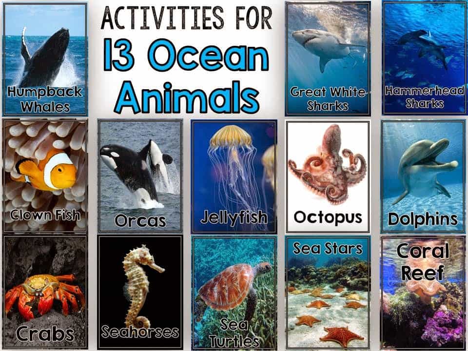 All About Ocean Animals - Fun in First